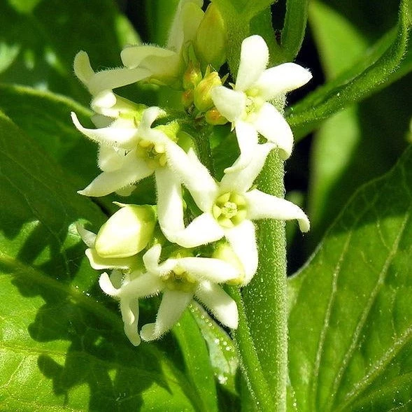 FuturePlanter Alle Pflanzen Im Shop Schwalbenwurz (Vincetoxicum Hirundinaria) 2 FuturePlanter Alle Pflanzen Im Shop Schwalbenwurz (Vincetoxicum Hirundinaria)