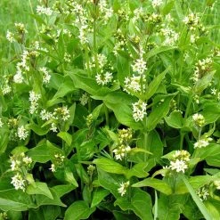 FuturePlanter Alle Pflanzen Im Shop Schwalbenwurz (Vincetoxicum Hirundinaria) 9 FuturePlanter Alle Pflanzen Im Shop Schwalbenwurz (Vincetoxicum Hirundinaria)