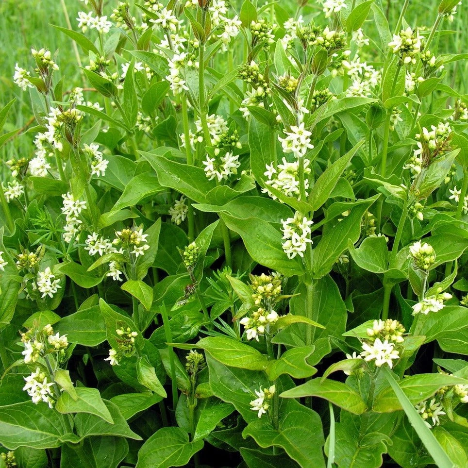 FuturePlanter Alle Pflanzen Im Shop Schwalbenwurz (Vincetoxicum Hirundinaria) 3 FuturePlanter Alle Pflanzen Im Shop Schwalbenwurz (Vincetoxicum Hirundinaria)