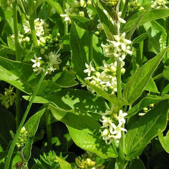 FuturePlanter Alle Pflanzen Im Shop Schwalbenwurz (Vincetoxicum Hirundinaria) 4 FuturePlanter Alle Pflanzen Im Shop Schwalbenwurz (Vincetoxicum Hirundinaria)