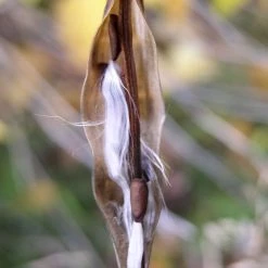 FuturePlanter Alle Pflanzen Im Shop Schwalbenwurz (Vincetoxicum Hirundinaria) 13 FuturePlanter Alle Pflanzen Im Shop Schwalbenwurz (Vincetoxicum Hirundinaria)