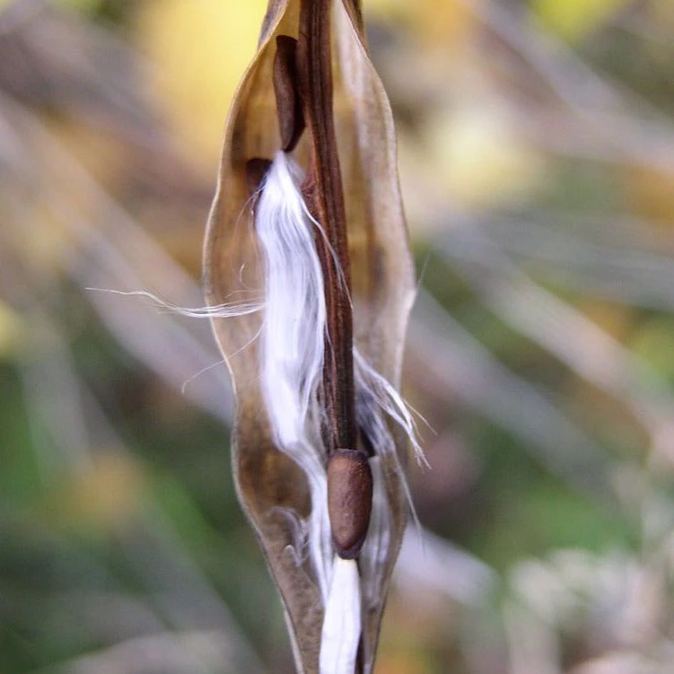 FuturePlanter Alle Pflanzen Im Shop Schwalbenwurz (Vincetoxicum Hirundinaria) 7 FuturePlanter Alle Pflanzen Im Shop Schwalbenwurz (Vincetoxicum Hirundinaria)