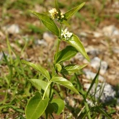 FuturePlanter Alle Pflanzen Im Shop Schwalbenwurz (Vincetoxicum Hirundinaria) 11 FuturePlanter Alle Pflanzen Im Shop Schwalbenwurz (Vincetoxicum Hirundinaria)
