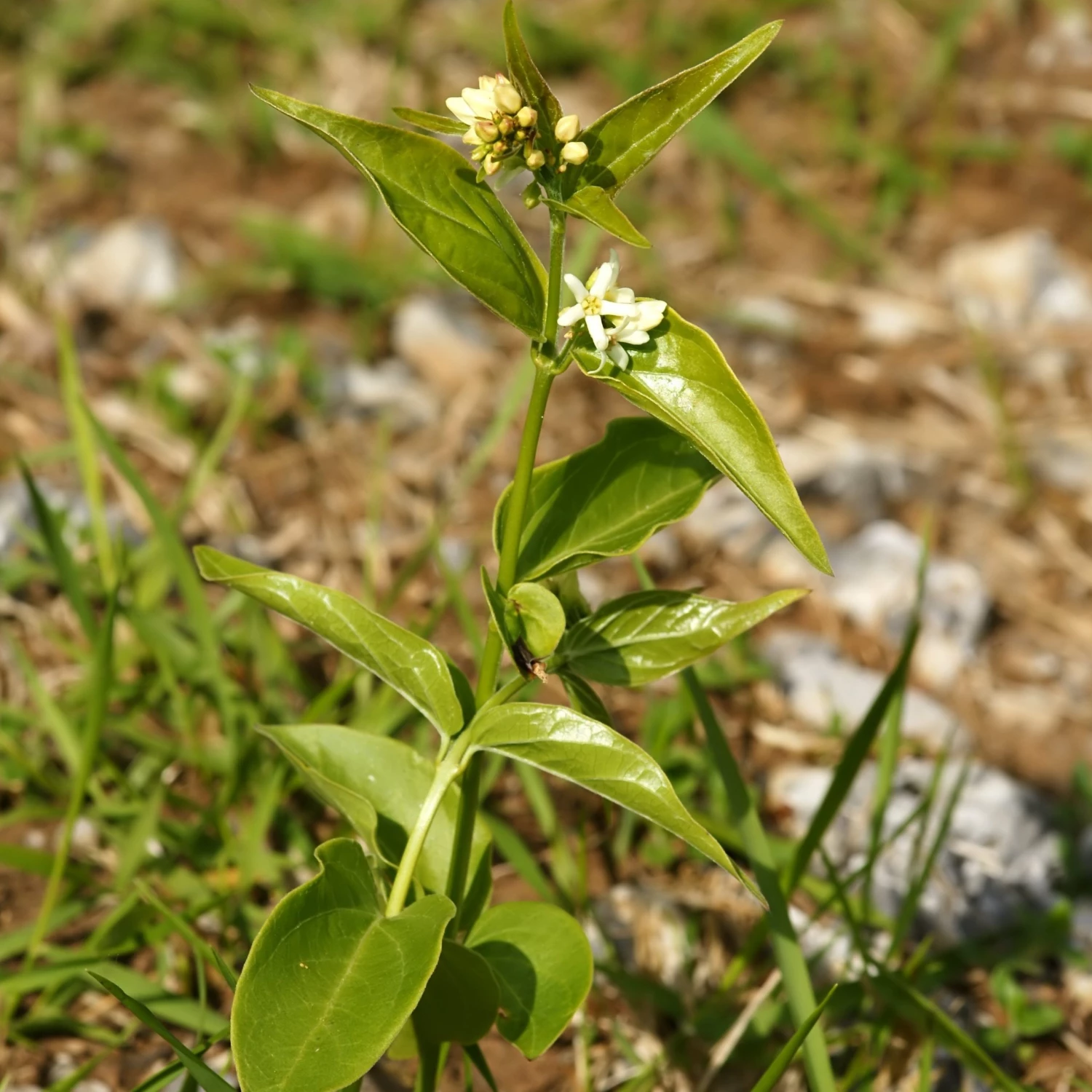 FuturePlanter Alle Pflanzen Im Shop Schwalbenwurz (Vincetoxicum Hirundinaria) 5 FuturePlanter Alle Pflanzen Im Shop Schwalbenwurz (Vincetoxicum Hirundinaria)