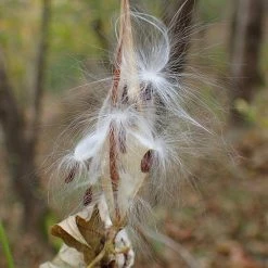 FuturePlanter Alle Pflanzen Im Shop Schwalbenwurz (Vincetoxicum Hirundinaria) 12 FuturePlanter Alle Pflanzen Im Shop Schwalbenwurz (Vincetoxicum Hirundinaria)