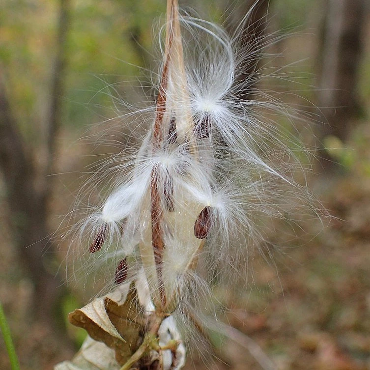 FuturePlanter Alle Pflanzen Im Shop Schwalbenwurz (Vincetoxicum Hirundinaria) 6 FuturePlanter Alle Pflanzen Im Shop Schwalbenwurz (Vincetoxicum Hirundinaria)