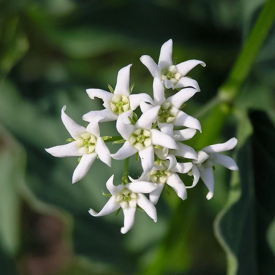 FuturePlanter Alle Pflanzen Im Shop Schwalbenwurz (Vincetoxicum Hirundinaria) 1 FuturePlanter Alle Pflanzen Im Shop Schwalbenwurz (Vincetoxicum Hirundinaria)