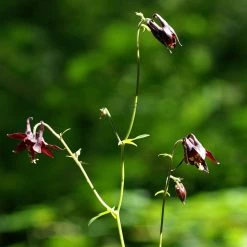 FuturePlanter Schwarzviolette Akelei (Aquilegia Atrata) Alle Pflanzen Im Shop 10 FuturePlanter Schwarzviolette Akelei (Aquilegia Atrata) Alle Pflanzen Im Shop