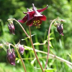 FuturePlanter Schwarzviolette Akelei (Aquilegia Atrata) Alle Pflanzen Im Shop 12 FuturePlanter Schwarzviolette Akelei (Aquilegia Atrata) Alle Pflanzen Im Shop