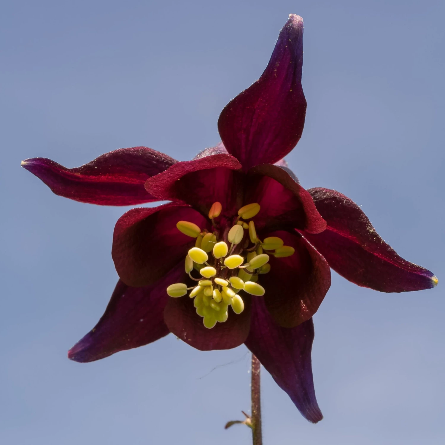 FuturePlanter Schwarzviolette Akelei (Aquilegia Atrata) Alle Pflanzen Im Shop 8 FuturePlanter Schwarzviolette Akelei (Aquilegia Atrata) Alle Pflanzen Im Shop