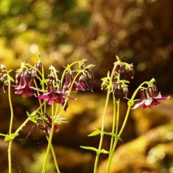 FuturePlanter Schwarzviolette Akelei (Aquilegia Atrata) Alle Pflanzen Im Shop 11 FuturePlanter Schwarzviolette Akelei (Aquilegia Atrata) Alle Pflanzen Im Shop
