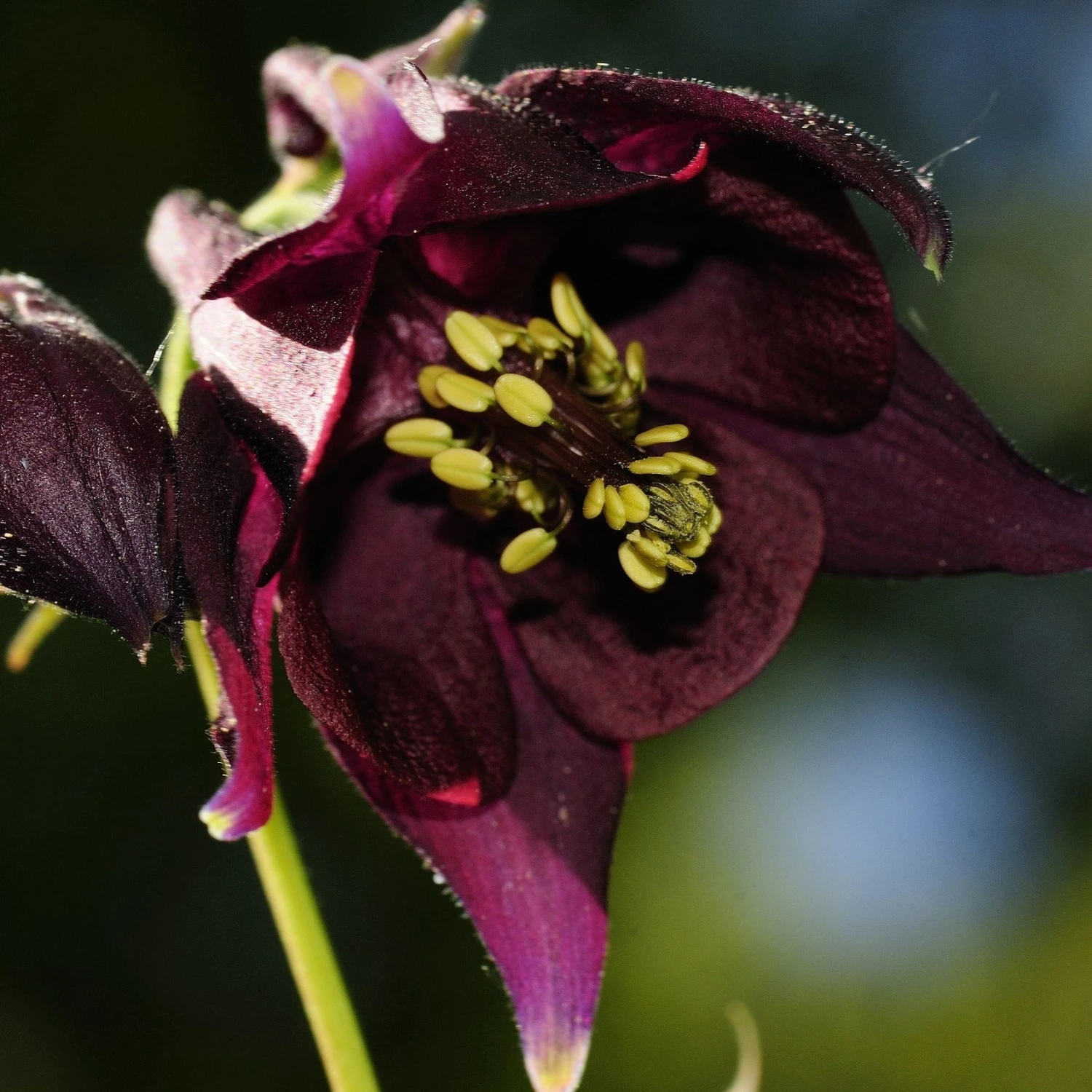 FuturePlanter Schwarzviolette Akelei (Aquilegia Atrata) Alle Pflanzen Im Shop 2 FuturePlanter Schwarzviolette Akelei (Aquilegia Atrata) Alle Pflanzen Im Shop