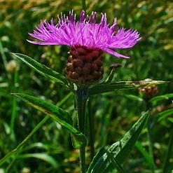 FuturePlanter Schwarze Flockenblume (Centaurea Nigra) Alle Pflanzen Im Shop 14 FuturePlanter Schwarze Flockenblume (Centaurea Nigra) Alle Pflanzen Im Shop