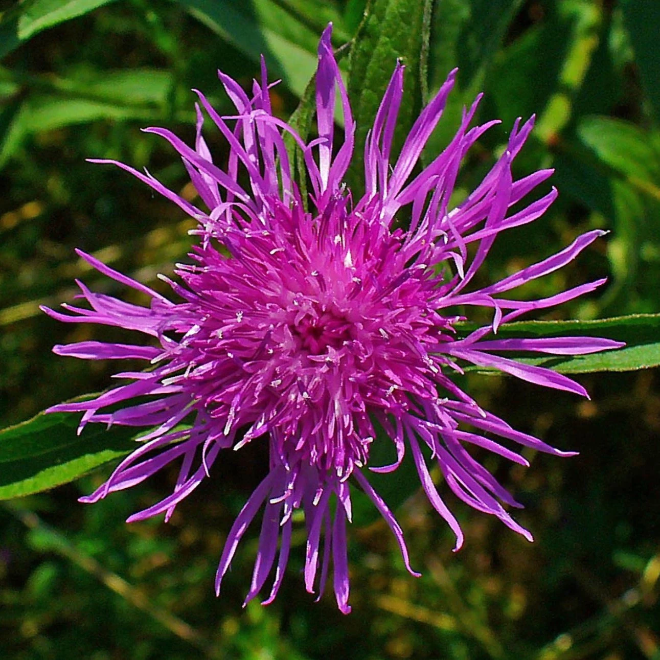 FuturePlanter Schwarze Flockenblume (Centaurea Nigra) Alle Pflanzen Im Shop 8 FuturePlanter Schwarze Flockenblume (Centaurea Nigra) Alle Pflanzen Im Shop