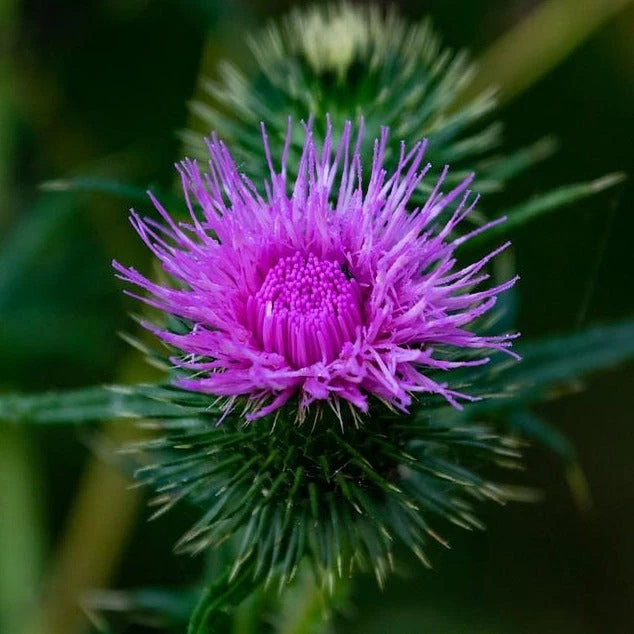 FuturePlanter Schwarze Flockenblume (Centaurea Nigra) Alle Pflanzen Im Shop 1 FuturePlanter Schwarze Flockenblume (Centaurea Nigra) Alle Pflanzen Im Shop