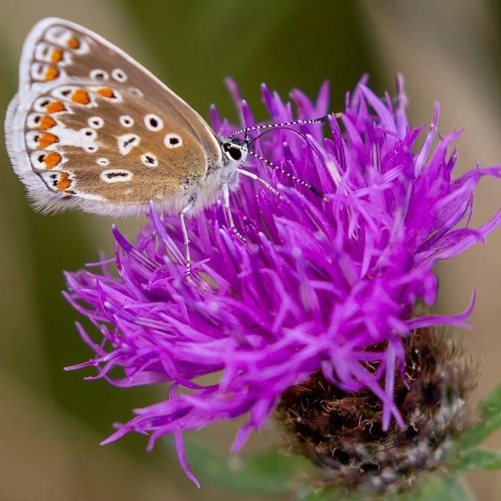 FuturePlanter Schwarze Flockenblume (Centaurea Nigra) Alle Pflanzen Im Shop 2 FuturePlanter Schwarze Flockenblume (Centaurea Nigra) Alle Pflanzen Im Shop