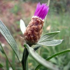 FuturePlanter Schwarze Flockenblume (Centaurea Nigra) Alle Pflanzen Im Shop 11 FuturePlanter Schwarze Flockenblume (Centaurea Nigra) Alle Pflanzen Im Shop