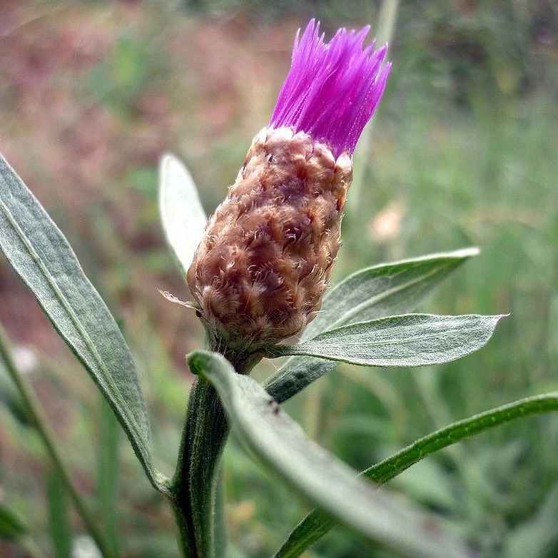 FuturePlanter Schwarze Flockenblume (Centaurea Nigra) Alle Pflanzen Im Shop 4 FuturePlanter Schwarze Flockenblume (Centaurea Nigra) Alle Pflanzen Im Shop