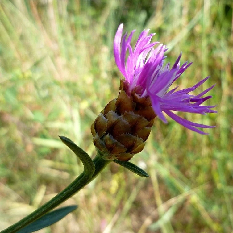 FuturePlanter Schwarze Flockenblume (Centaurea Nigra) Alle Pflanzen Im Shop 3 FuturePlanter Schwarze Flockenblume (Centaurea Nigra) Alle Pflanzen Im Shop