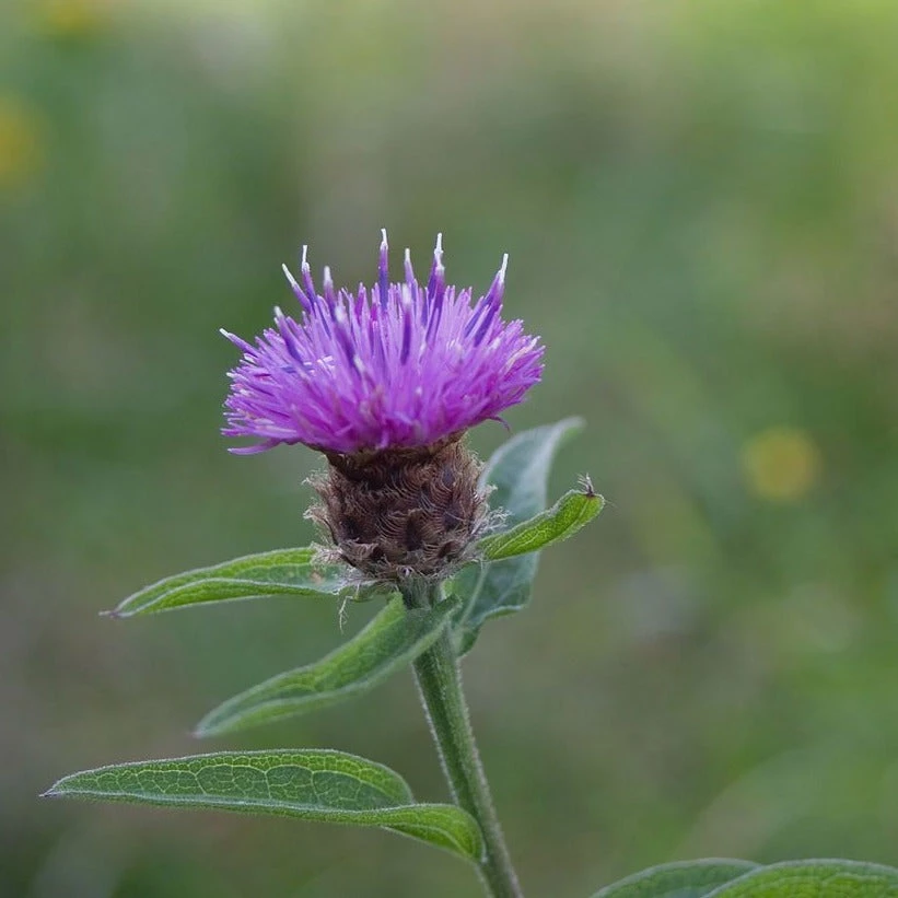 FuturePlanter Schwarze Flockenblume (Centaurea Nigra) Alle Pflanzen Im Shop 5 FuturePlanter Schwarze Flockenblume (Centaurea Nigra) Alle Pflanzen Im Shop