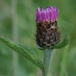 FuturePlanter Schwarze Flockenblume (Centaurea Nigra) Alle Pflanzen Im Shop 13 FuturePlanter Schwarze Flockenblume (Centaurea Nigra) Alle Pflanzen Im Shop