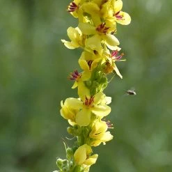 FuturePlanter Schwarze Königskerze (Verbascum Nigrum) Alle Pflanzen Im Shop