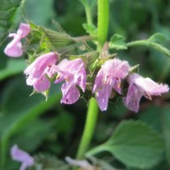 FuturePlanter Alle Pflanzen Im Shop Schwarznessel (Ballota Nigra) 14 FuturePlanter Alle Pflanzen Im Shop Schwarznessel (Ballota Nigra)