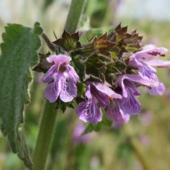 FuturePlanter Alle Pflanzen Im Shop Schwarznessel (Ballota Nigra) 13 FuturePlanter Alle Pflanzen Im Shop Schwarznessel (Ballota Nigra)