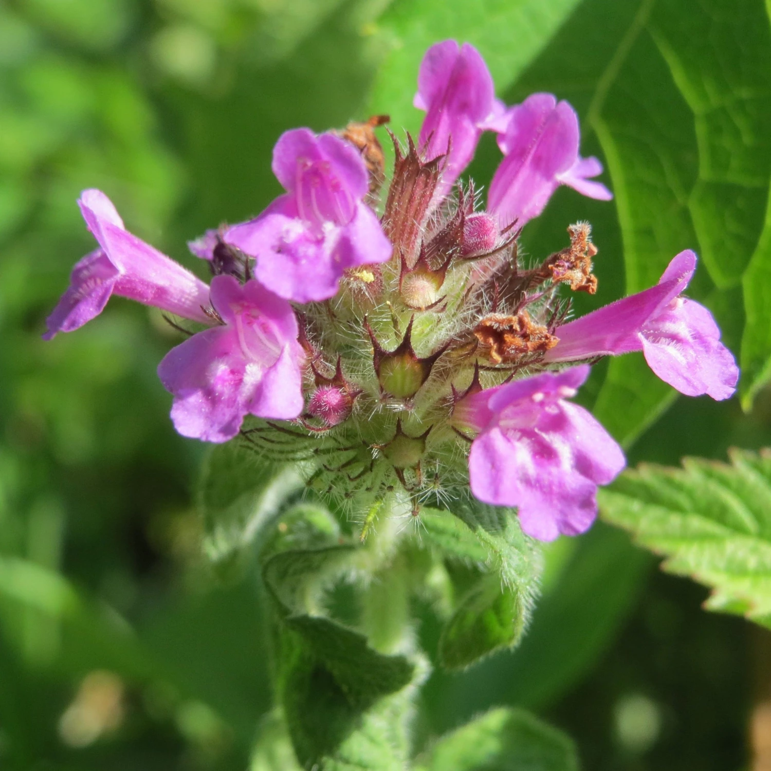 FuturePlanter Alle Pflanzen Im Shop Schwarznessel (Ballota Nigra) 4 FuturePlanter Alle Pflanzen Im Shop Schwarznessel (Ballota Nigra)