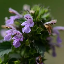 FuturePlanter Alle Pflanzen Im Shop Schwarznessel (Ballota Nigra)