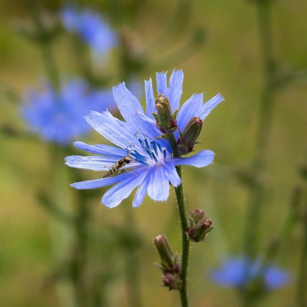 FuturePlanter Wegwarte (Cichorium Intybus) 3 FuturePlanter Wegwarte (Cichorium Intybus)