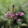 FuturePlanter Kiel-Lauch (Allium Carinatum) Alle Pflanzen Im Shop