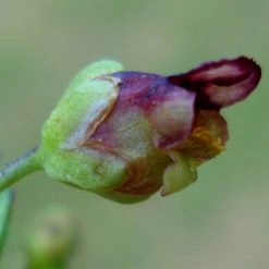 FuturePlanter Geflügelte Braunwurz (Scrophularia Umbrosa) Alle Pflanzen Im Shop