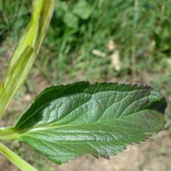 FuturePlanter Geflügelte Braunwurz (Scrophularia Umbrosa) Alle Pflanzen Im Shop