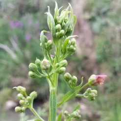 FuturePlanter Geflügelte Braunwurz (Scrophularia Umbrosa) Alle Pflanzen Im Shop
