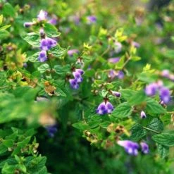 FuturePlanter Alle Pflanzen Im Shop Sumpf-Helmkraut (Scutellaria Galericulata) 7 FuturePlanter Alle Pflanzen Im Shop Sumpf-Helmkraut (Scutellaria Galericulata)