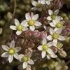 FuturePlanter Weisser Mauerpfeffer (Sedum Album) Alle Pflanzen Im Shop