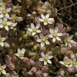 FuturePlanter Weisser Mauerpfeffer (Sedum Album) Alle Pflanzen Im Shop
