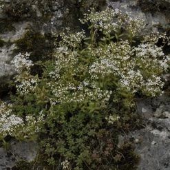 FuturePlanter Weisser Mauerpfeffer (Sedum Album) Alle Pflanzen Im Shop