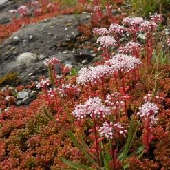 FuturePlanter Weisser Mauerpfeffer (Sedum Album) Alle Pflanzen Im Shop