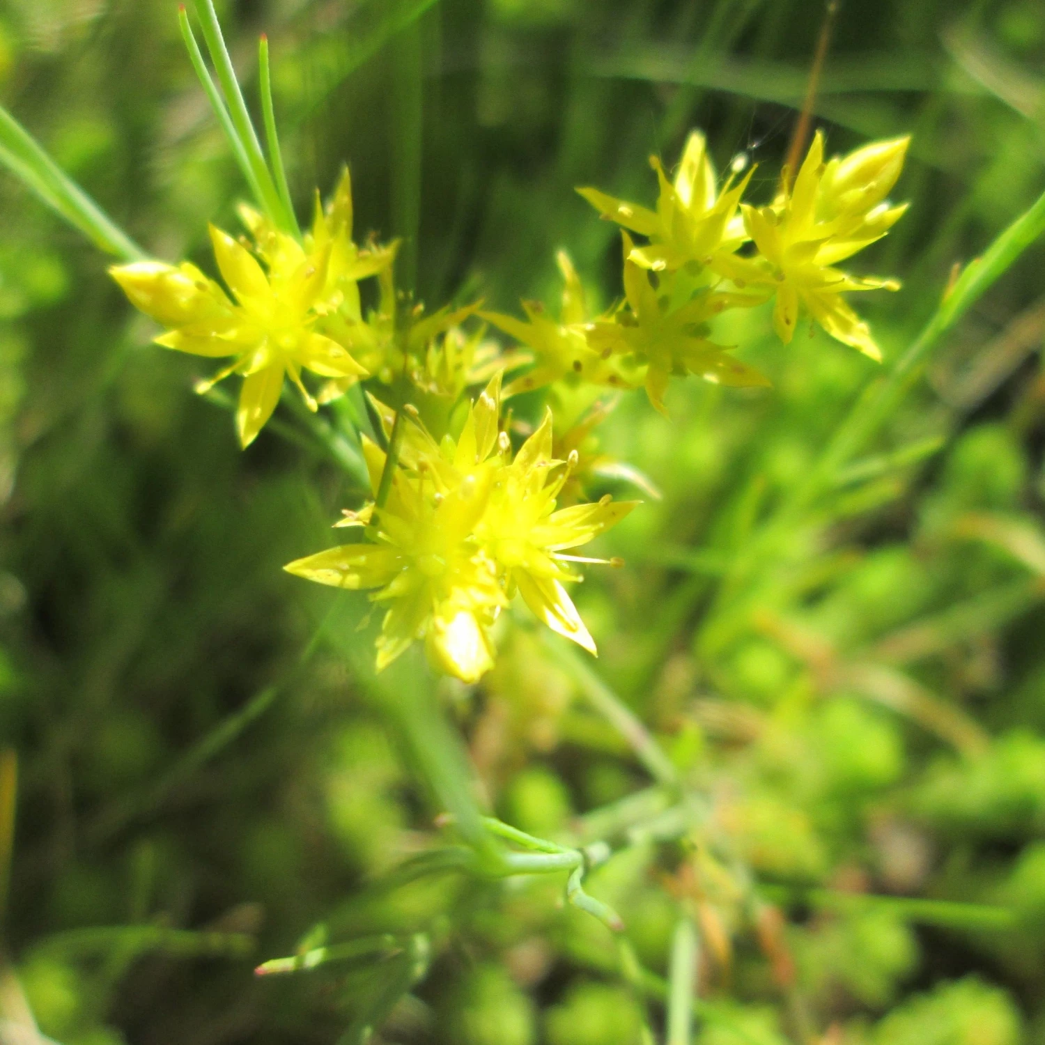 FuturePlanter Alle Pflanzen Im Shop Milder Mauerpfeffer (Sedum Sexangulare) 6 FuturePlanter Alle Pflanzen Im Shop Milder Mauerpfeffer (Sedum Sexangulare)
