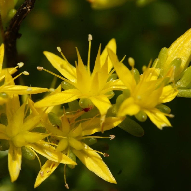 FuturePlanter Alle Pflanzen Im Shop Milder Mauerpfeffer (Sedum Sexangulare) 1 FuturePlanter Alle Pflanzen Im Shop Milder Mauerpfeffer (Sedum Sexangulare)