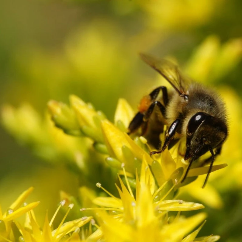 FuturePlanter Alle Pflanzen Im Shop Milder Mauerpfeffer (Sedum Sexangulare) 2 FuturePlanter Alle Pflanzen Im Shop Milder Mauerpfeffer (Sedum Sexangulare)