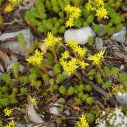FuturePlanter Alle Pflanzen Im Shop Milder Mauerpfeffer (Sedum Sexangulare) 14 FuturePlanter Alle Pflanzen Im Shop Milder Mauerpfeffer (Sedum Sexangulare)