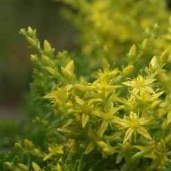 FuturePlanter Alle Pflanzen Im Shop Milder Mauerpfeffer (Sedum Sexangulare) 12 FuturePlanter Alle Pflanzen Im Shop Milder Mauerpfeffer (Sedum Sexangulare)