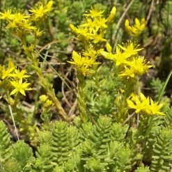 FuturePlanter Alle Pflanzen Im Shop Milder Mauerpfeffer (Sedum Sexangulare) 11 FuturePlanter Alle Pflanzen Im Shop Milder Mauerpfeffer (Sedum Sexangulare)