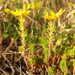 FuturePlanter Alle Pflanzen Im Shop Milder Mauerpfeffer (Sedum Sexangulare) 15 FuturePlanter Alle Pflanzen Im Shop Milder Mauerpfeffer (Sedum Sexangulare)