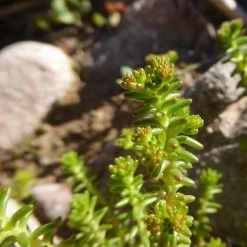 FuturePlanter Alle Pflanzen Im Shop Milder Mauerpfeffer (Sedum Sexangulare) 10 FuturePlanter Alle Pflanzen Im Shop Milder Mauerpfeffer (Sedum Sexangulare)