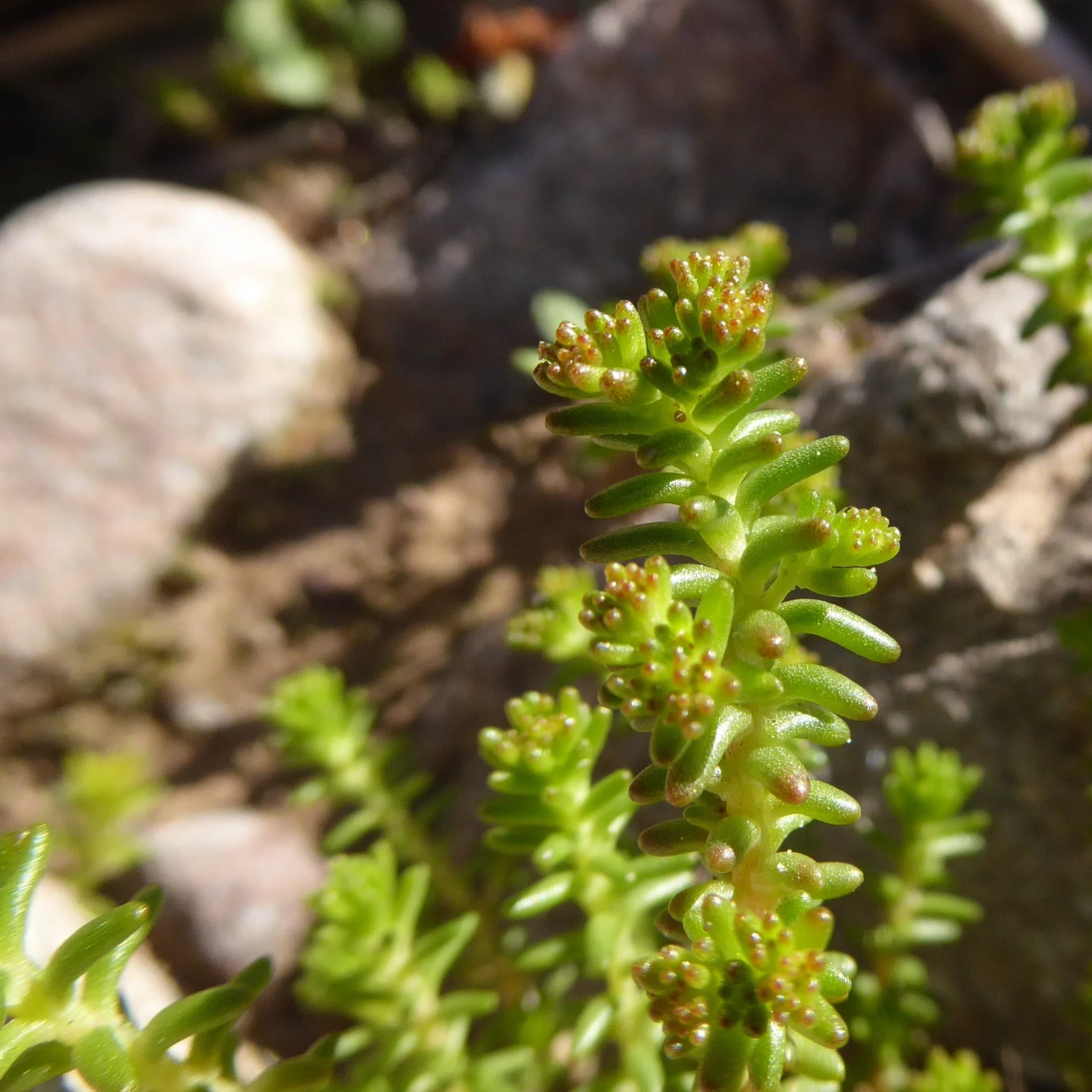 FuturePlanter Alle Pflanzen Im Shop Milder Mauerpfeffer (Sedum Sexangulare) 3 FuturePlanter Alle Pflanzen Im Shop Milder Mauerpfeffer (Sedum Sexangulare)