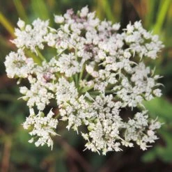 FuturePlanter Alle Pflanzen Im Shop Kümmelblättrige Silge (Selinum Carvifolia) 10 FuturePlanter Alle Pflanzen Im Shop Kümmelblättrige Silge (Selinum Carvifolia)